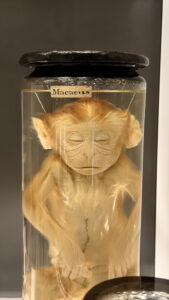 Biology trip to Hunterian Museum